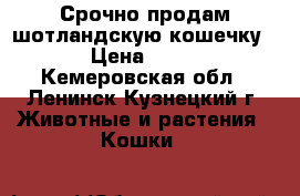 Срочно продам шотландскую кошечку. › Цена ­ 500 - Кемеровская обл., Ленинск-Кузнецкий г. Животные и растения » Кошки   